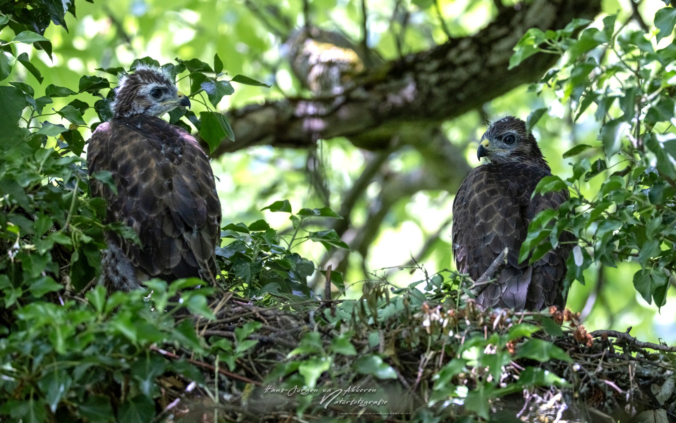 309A9723 Mausebussarde Jungvogel